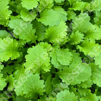 Picture of Mustard Wasabina